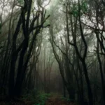 Most Haunted Forests in Indonesia Filled with Mystery and Mystical Stories